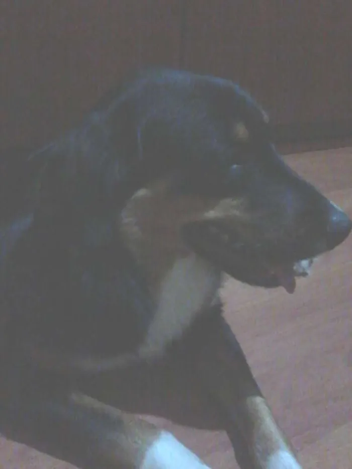 Cachorro ra a SRD idade 1 ano nome Louie