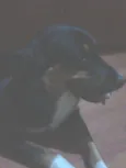 Louie