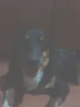 Louie