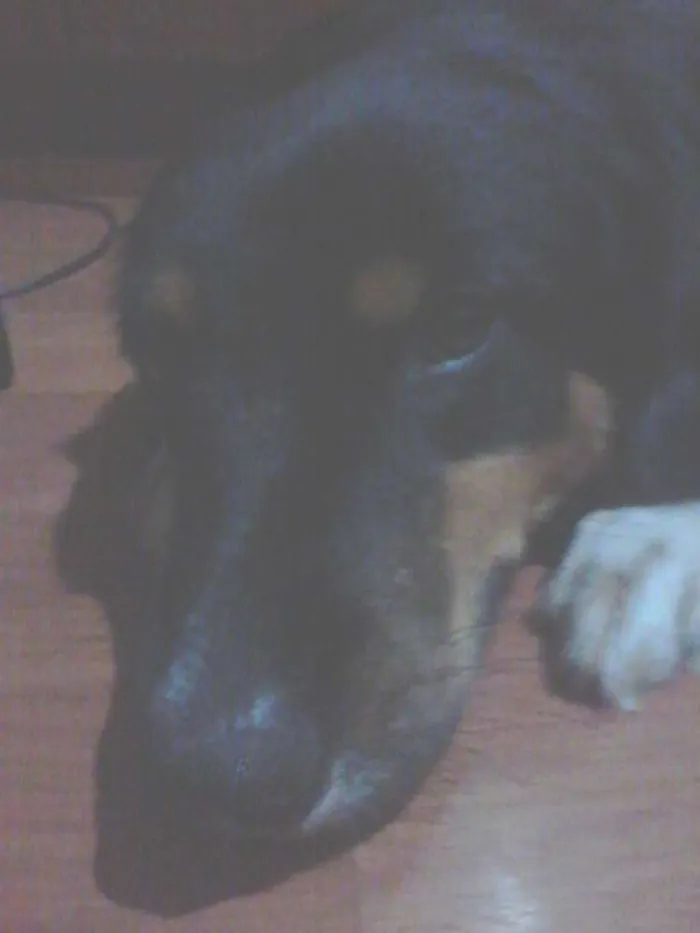 Cachorro ra a SRD idade 1 ano nome Louie