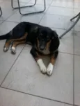 Louie