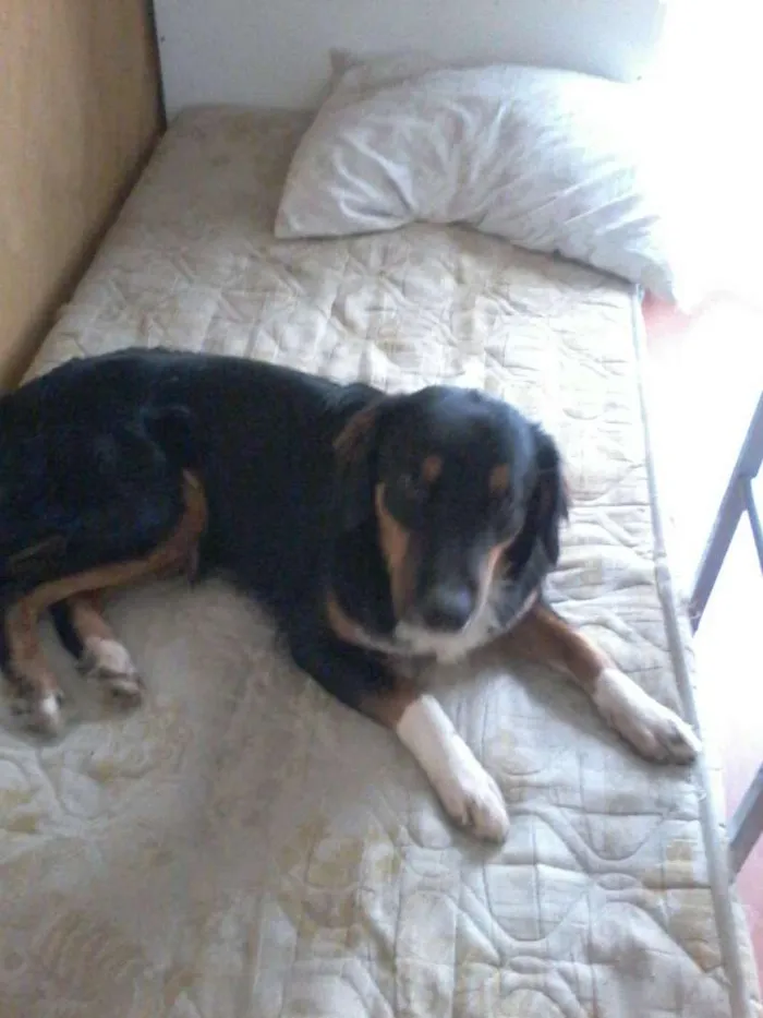 Cachorro ra a SRD idade 1 ano nome Louie