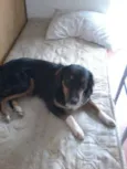 Louie