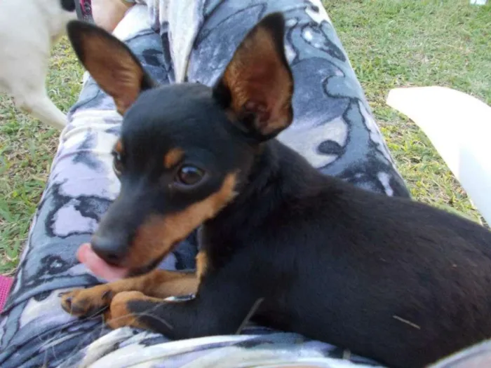 Cachorro ra a Pinscher idade 4 anos nome Pitoco