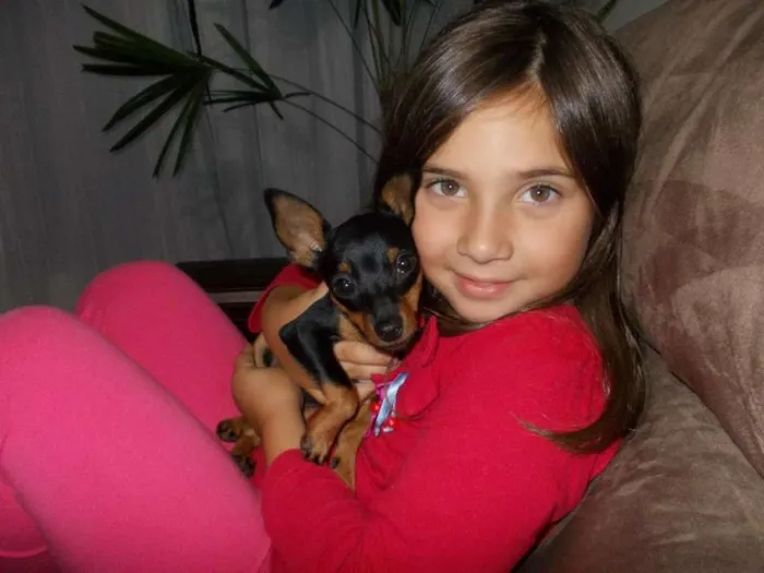 Cachorro ra a Pinscher idade 4 anos nome Pitoco