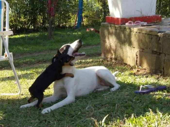 Cachorro ra a Pinscher idade 4 anos nome Pitoco