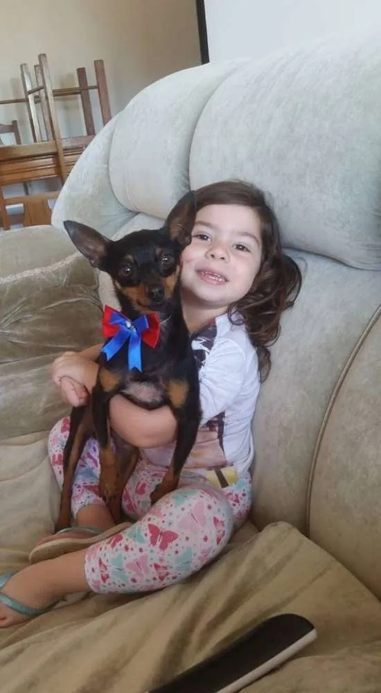 Cachorro ra a Pinscher idade 4 anos nome Pitoco