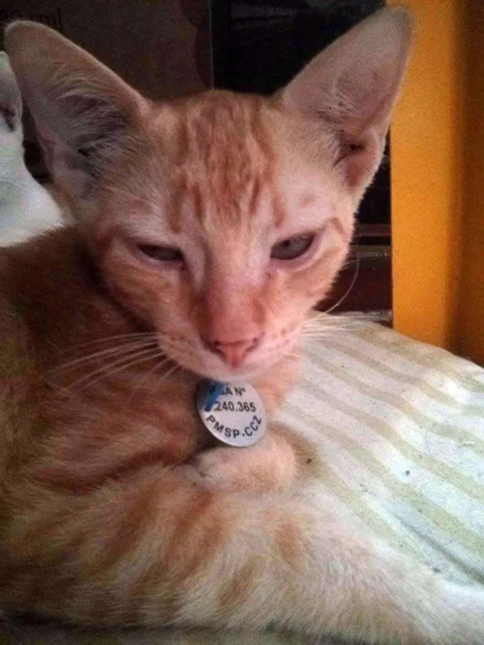 Gato ra a SRD idade 2 a 6 meses nome Finn