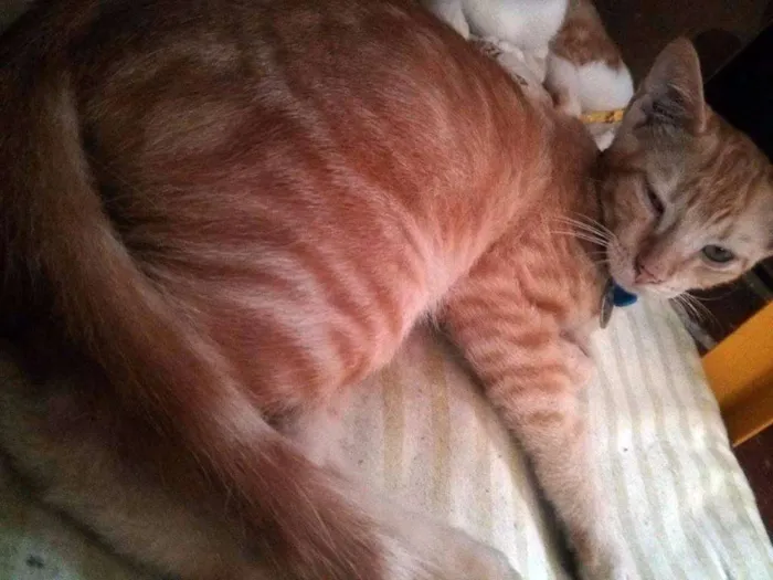 Gato ra a SRD idade 2 a 6 meses nome Finn