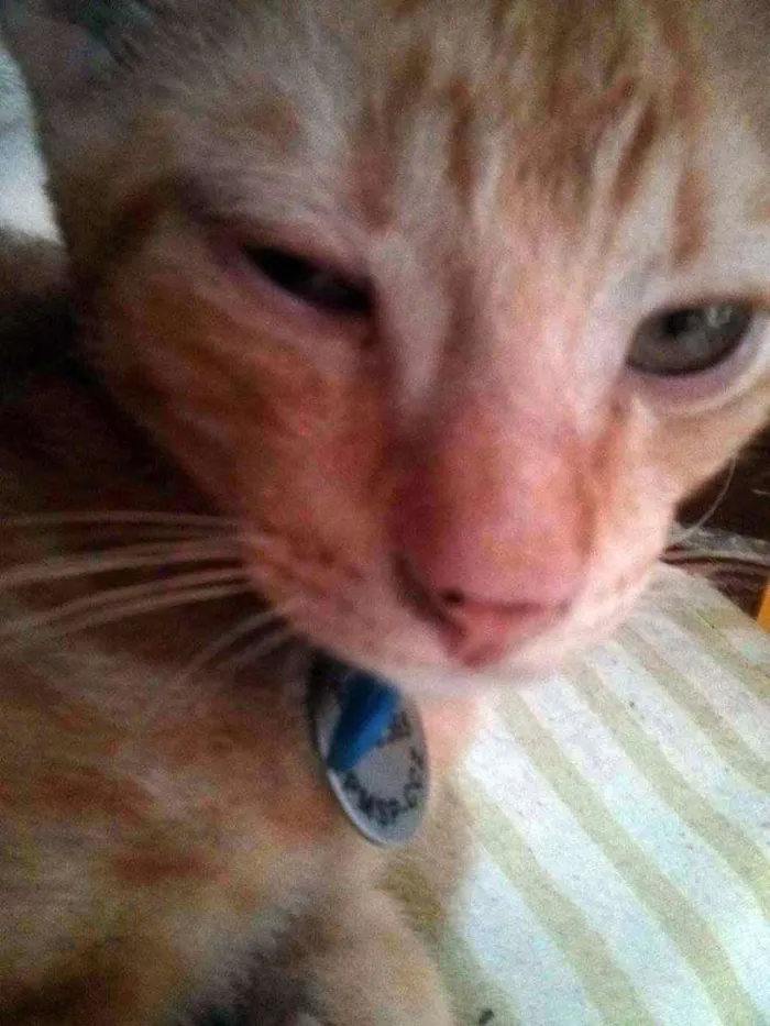 Gato ra a SRD idade 2 a 6 meses nome Finn