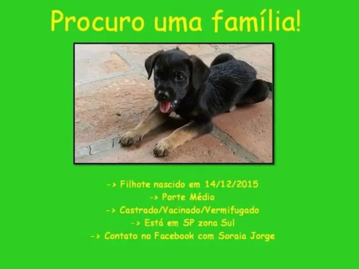 Cachorro ra a SRD idade 2 a 6 meses nome BEBE 1