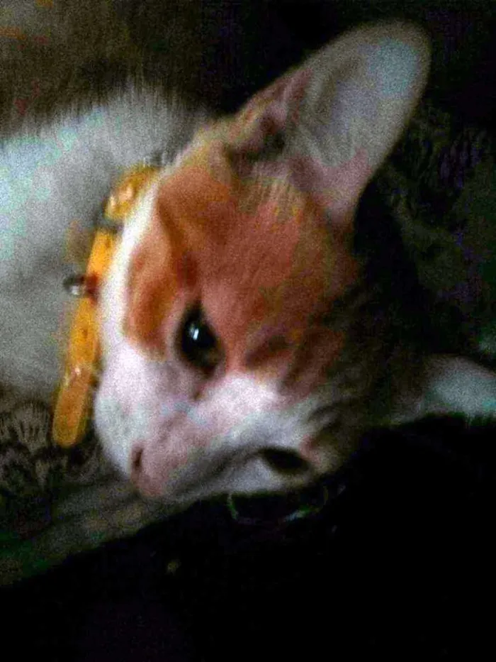 Gato ra a SRD idade 2 a 6 meses nome Rey