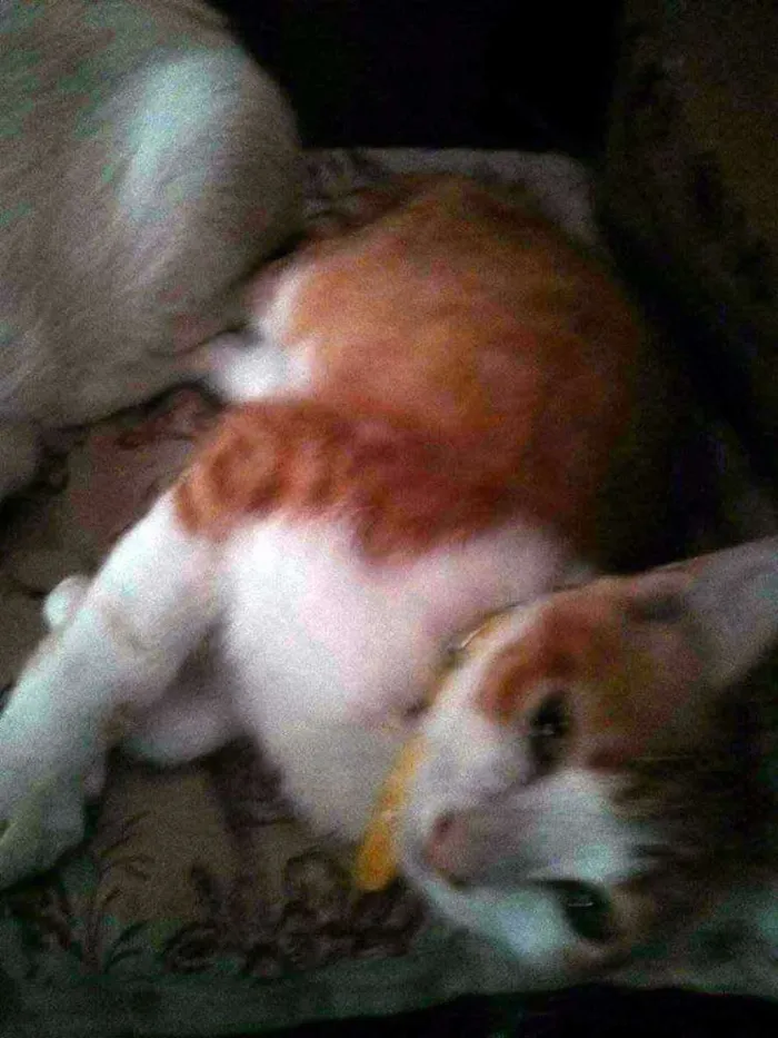 Gato ra a SRD idade 2 a 6 meses nome Rey