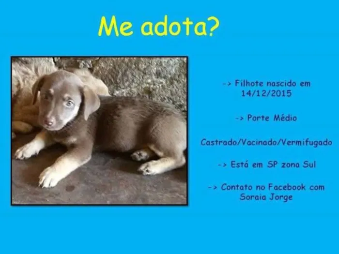 Cachorro ra a SRD idade 2 a 6 meses nome BEBE 2