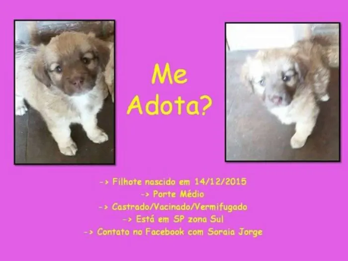 Cachorro ra a SRD idade 2 a 6 meses nome BEBE 3