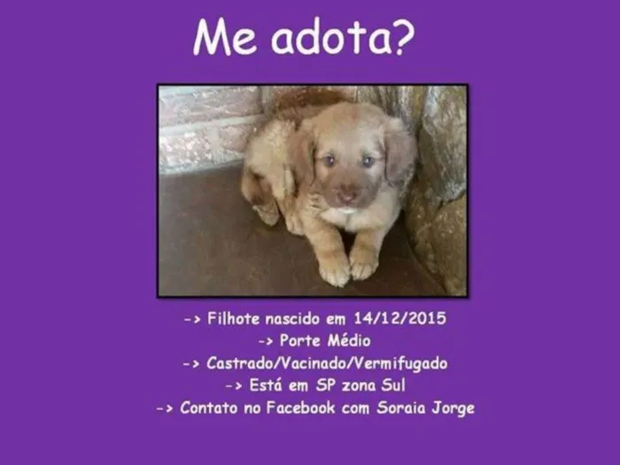 Cachorro ra a SRD idade 2 a 6 meses nome BEBE 4