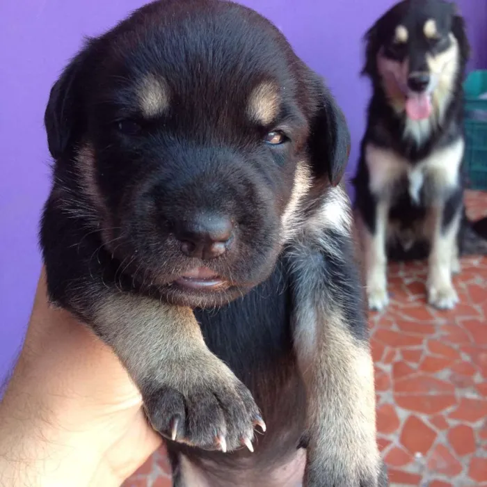 Cachorro ra a SRD idade Abaixo de 2 meses nome Sem Nome