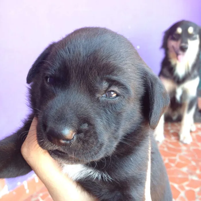 Cachorro ra a SRD idade Abaixo de 2 meses nome Sem Nome