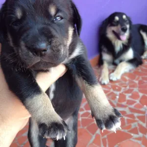 Cachorro raça SRD idade Abaixo de 2 meses nome Sem Nome