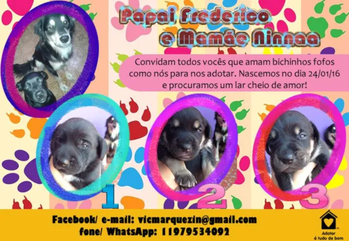 Cachorro ra a SRD idade Abaixo de 2 meses nome Sem Nome