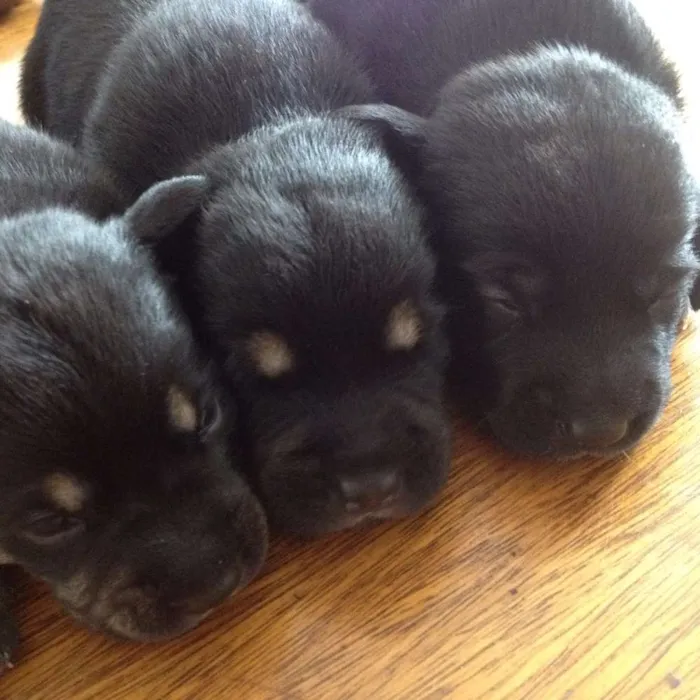 Cachorro ra a SRD idade Abaixo de 2 meses nome Sem Nome