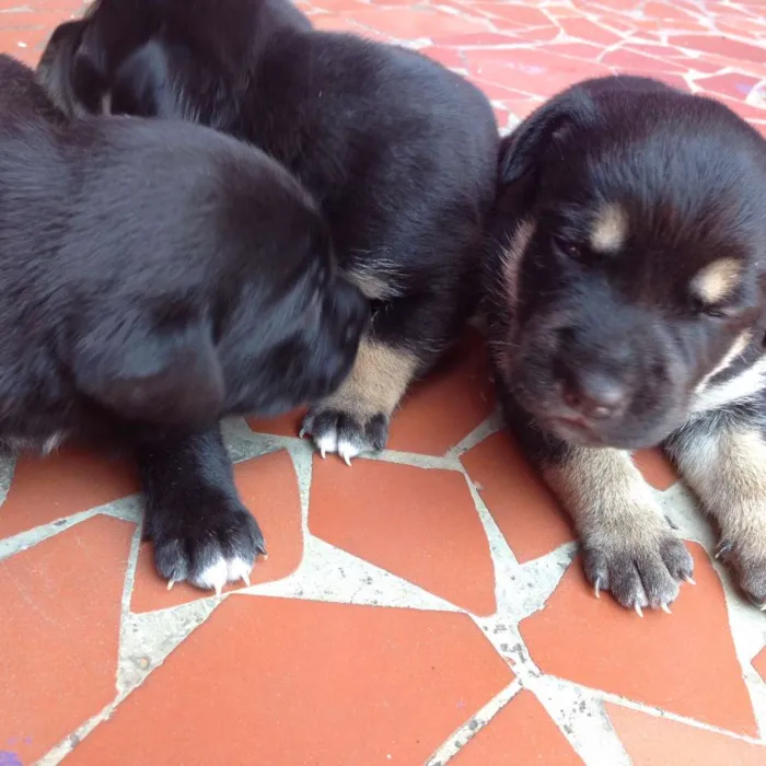 Cachorro ra a SRD idade Abaixo de 2 meses nome Sem Nome