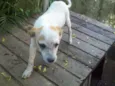 TICO