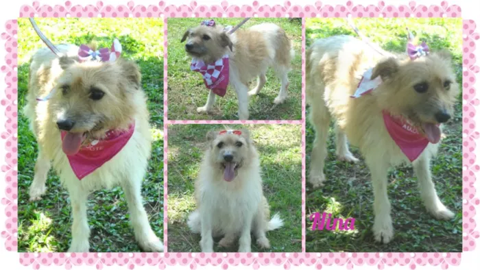 Cachorro ra a SRD idade 5 anos nome Nina