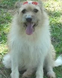 Cachorro raça SRD idade 5 anos nome Nina