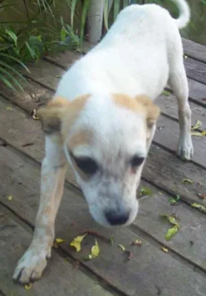 Cachorro raça SRD idade 2 a 6 meses nome TICO