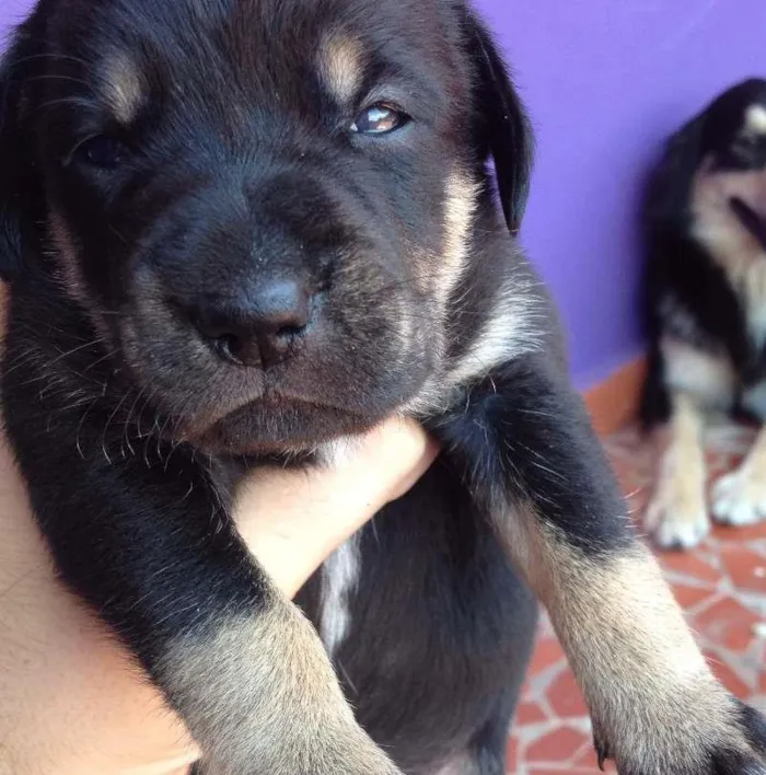 Cachorro ra a SRD idade Abaixo de 2 meses nome Sem Nome