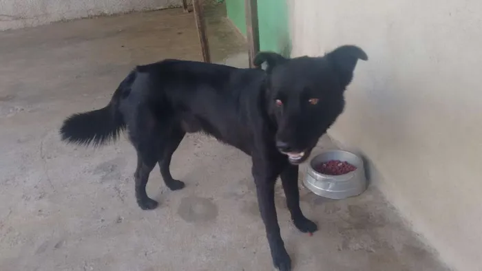 Cachorro ra a SRD idade 3 anos nome MAX