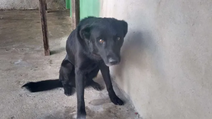 Cachorro ra a SRD idade 3 anos nome MAX