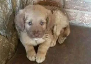 Cachorro raça SRD idade 2 a 6 meses nome BEBE 4