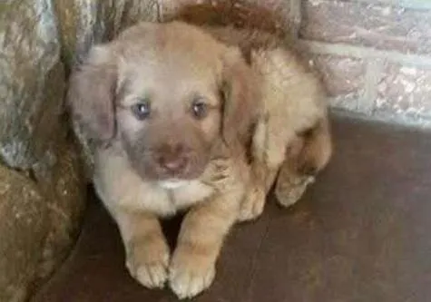 Cachorro ra a SRD idade 2 a 6 meses nome BEBE 4