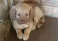 BEBE 4
