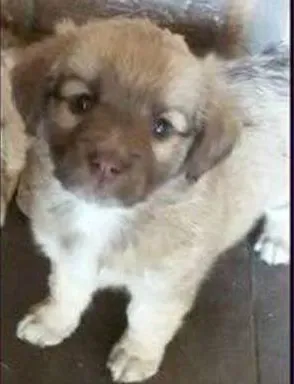 Cachorro raça SRD idade 2 a 6 meses nome BEBE 3