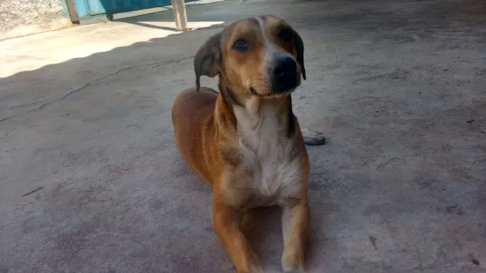 Cachorro ra a SRD idade 1 ano nome Ayla