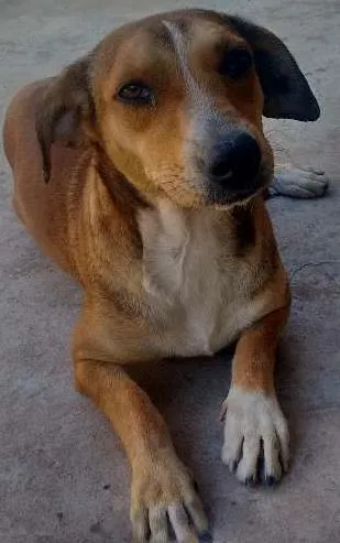 Cachorro ra a SRD idade 1 ano nome Ayla