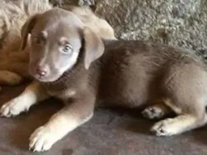 Cachorro raça SRD idade 2 a 6 meses nome BEBE 2