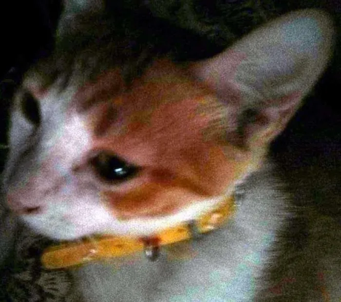 Gato ra a SRD idade 2 a 6 meses nome Rey