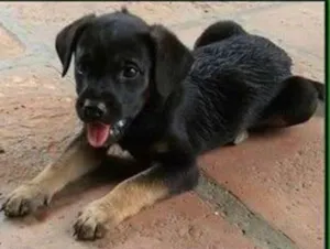 Cachorro raça SRD idade 2 a 6 meses nome BEBE 1