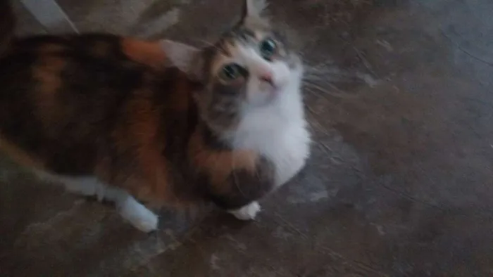 Gato ra a  idade 2 anos nome Koshka, Misha, Suka