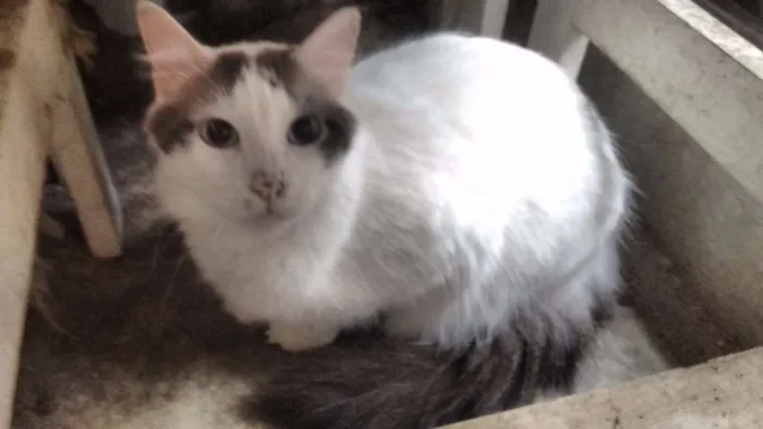Gato ra a  idade 2 anos nome Koshka, Misha, Suka