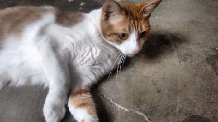 Gato ra a  idade 2 anos nome Koshka, Misha, Suka