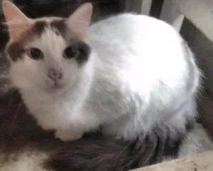 Gato raça  idade 2 anos nome Koshka, Misha, Suka