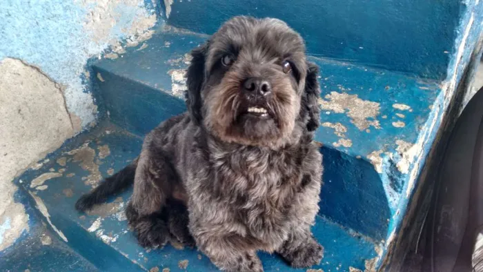 Cachorro ra a Lhasa Apso idade 4 anos nome Caco