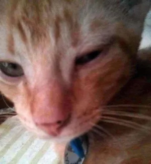 Gato raça SRD idade 2 a 6 meses nome Finn