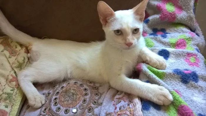 Gato ra a red point idade 2 a 6 meses nome mirtilo