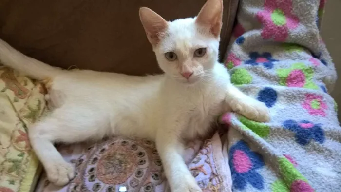 Gato ra a red point idade 2 a 6 meses nome mirtilo